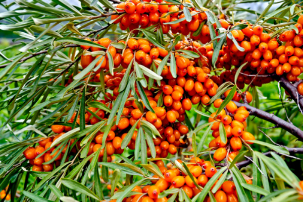 Herbal remedies are becoming common. Sea buckthorn may have some benefits.