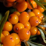 In this article, she talks about how she tried many different treatments but the one that helped her the most was Sea buckthorn. The Omega-7 sea buckthorn supplement she took has helped her regain comfort.