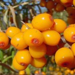 Small Group of Sea Buckthorn Berries